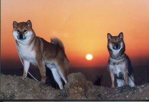 Plaatjes Shibas 