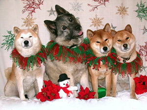 Plaatjes Shibas 