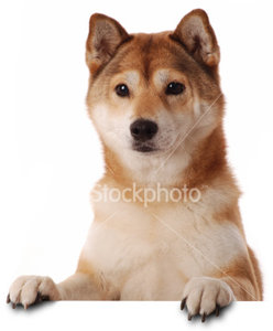 Plaatjes Shibas 