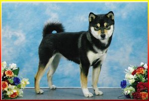 Plaatjes Shibas 