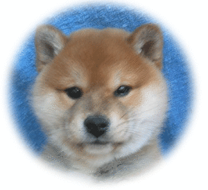 Plaatjes Shibas 