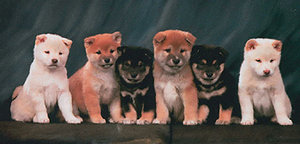 Plaatjes Shibas 