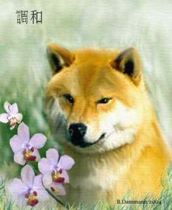 Plaatjes Shibas 