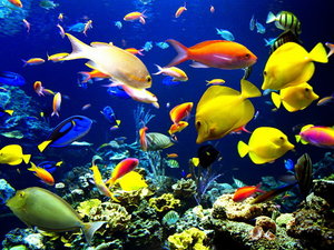 Vissen Plaatjes Zee Aquarium Met Fel Gekleurde Vissen