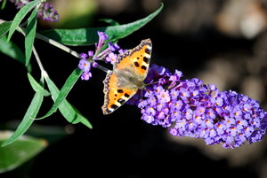 Vlinders Plaatjes 