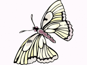 Vlinders Plaatjes 