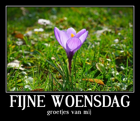 Plaatjes Woensdag Fijne Woensdag, Krokus