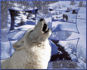 Wolven Plaatjes Huilende Witte Wolf Met Gliters