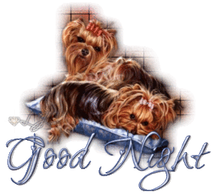 Yorkies Plaatjes Good Night Hondjes