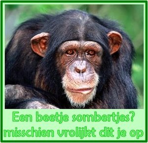Tags Wenskaarten Wenskaart Om Op Te Vrolijken