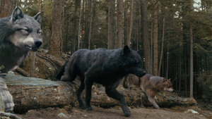 Twilight plaatjes The wolf pack The Wolves Twilight