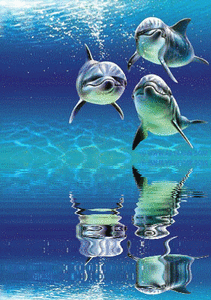 Dolfijn Vissen plaatjes 