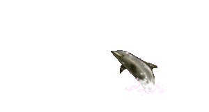 Dolfijn Vissen plaatjes Dolfijn,