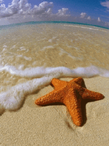 Vissen plaatjes Zee sterren 