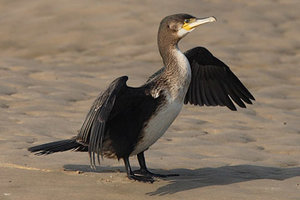 Vogel plaatjes Aalscholver 