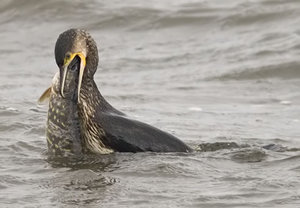 Vogel plaatjes Aalscholver 