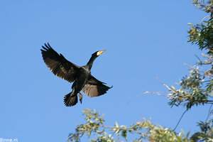 Vogel plaatjes Aalscholver 