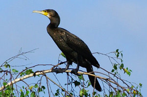 Vogel plaatjes Aalscholver 