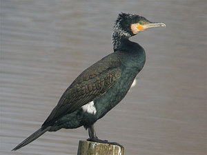 Vogel plaatjes Aalscholver 