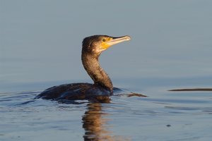 Vogel plaatjes Aalscholver 