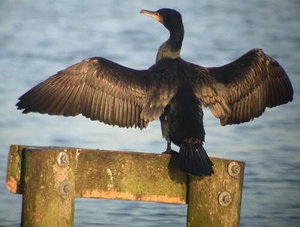 Vogel plaatjes Aalscholver 