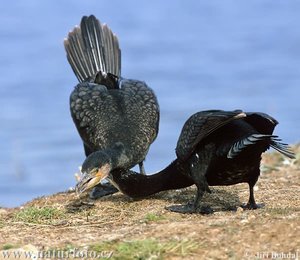 Vogel plaatjes Aalscholver 