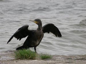 Vogel plaatjes Aalscholver 