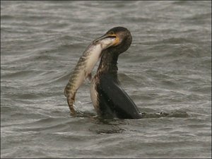 Vogel plaatjes Aalscholver 