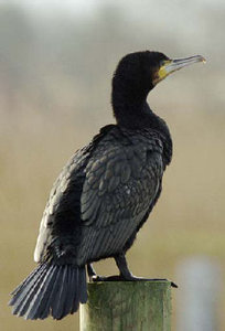 Vogel plaatjes Aalscholver 