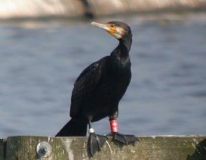 Vogel plaatjes Aalscholver 