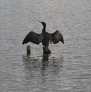 Vogel plaatjes Aalscholver 