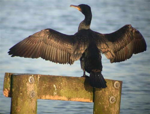 Vogel plaatjes Aalscholver 