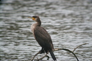 Vogel plaatjes Aalscholver 