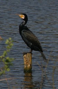 Vogel plaatjes Aalscholver 