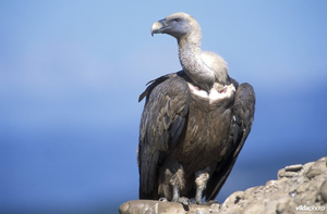 Vogel plaatjes Aasgier 