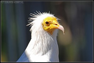 Vogel plaatjes Aasgier 