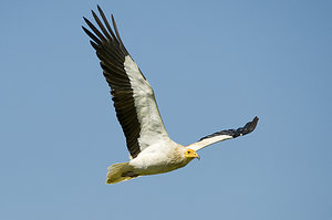 Vogel plaatjes Aasgier 