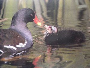 Vogel plaatjes Afrikaanse waterhoen 