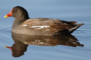 Vogel plaatjes Afrikaanse waterhoen 