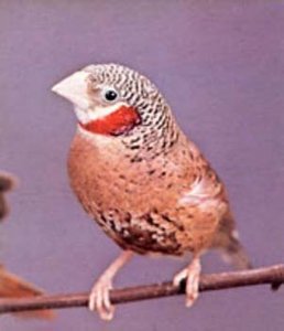 Vogel plaatjes Bandvink 