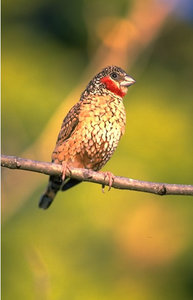 Vogel plaatjes Bandvink 