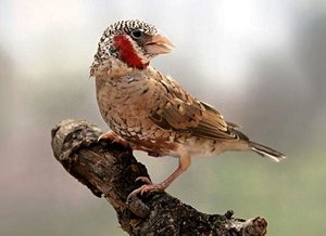 Vogel plaatjes Bandvink 