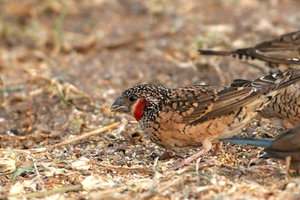 Vogel plaatjes Bandvink 