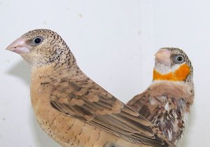 Vogel plaatjes Bandvink 