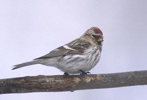 Vogel plaatjes Barmsijs 