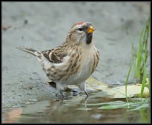 Vogel plaatjes Barmsijs 