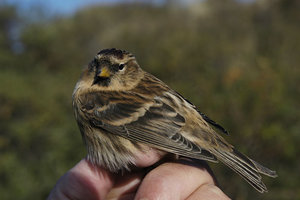 Vogel plaatjes Barmsijs 