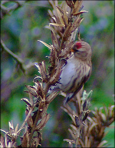 Vogel plaatjes Barmsijs 