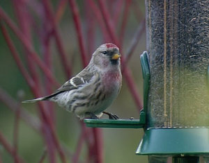 Vogel plaatjes Barmsijs 