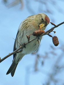 Vogel plaatjes Barmsijs 